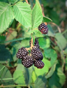 Berries ripe blackberries on green blurred background