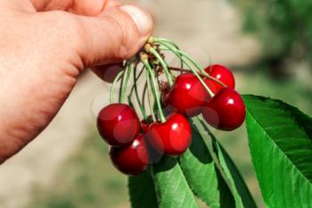 Branch of ripe red cherries in the hand