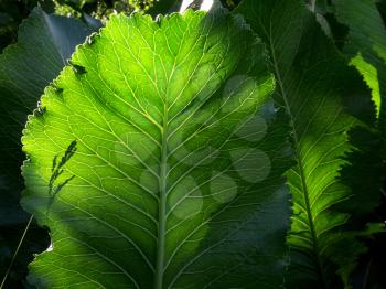 The large leaves of the plant in sunlight
