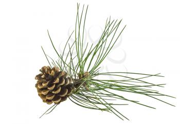 Pine branch with cone isolated on white background