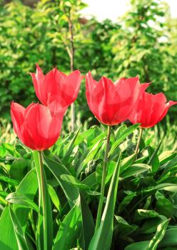 Beautiful red tulips in green spring garden