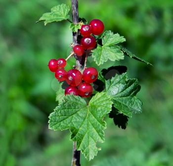 A sprig of red currants on a blurred background
