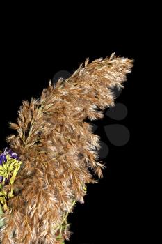 Sprig of dried reeds and flowers on a dark background