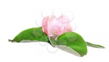 Pink flower with green leaves isolated on white background