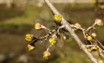 The branch of cornelian cherries on a blurred background