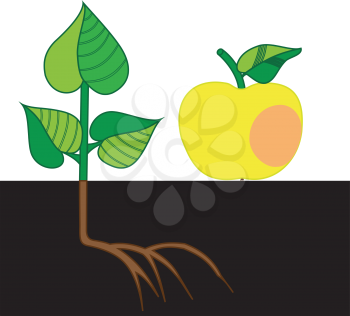 Illustration of ripe Apple and a small tree