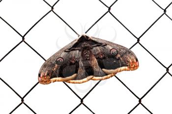 Butterfly on a metal grid on a light background