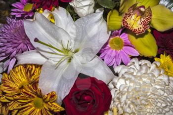 Background from a variety of natural flowers closeup