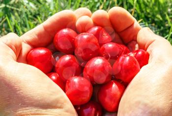 Handful of red ripe cherries in the palms