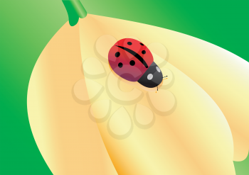 Ladybird illustration on a flower on a green background