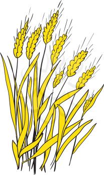 Illustration of spikes of ripe wheat on a white background