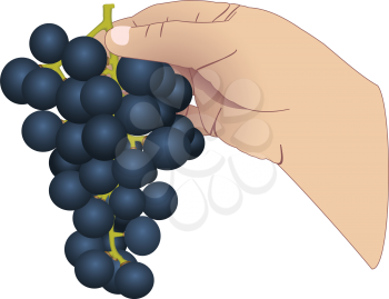 Illustration of a hand with a bunch of grapes on a white background
