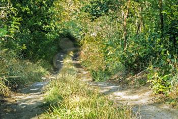 The road in the forest leading down