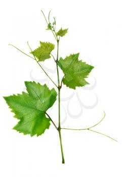 Vine and leaves isolated on white background
