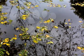 Fallen autumn leaves on the water of the pond