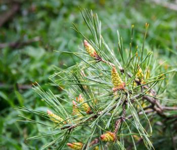 Pine branch with small cones close up