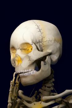 Confused model of a human skeleton isolated on a dark background
