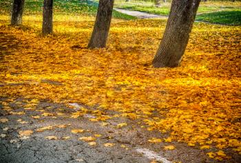 Fallen autumn yellow leaves under the trees on a sunny day