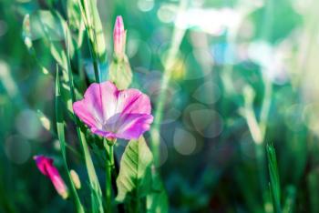 Pink flower on a blurred background with grass and bokeh