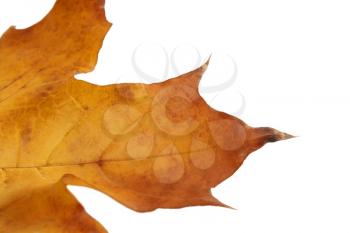 Part of a yellow maple leaf isolated on a white background