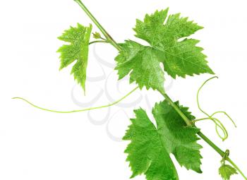 A branch of the vine isolated on white background
