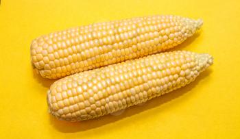 Cobs of ripe corn on a yellow background