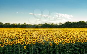 Landscape of a field of sunflowers on a background of forest belts and blue sky