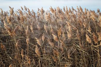 Thickets of dry reeds in the late autumn. Wall of bulrush. Coastal plants.