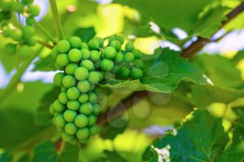 Unripened green grape on a blurred background of green foliage in vineyard. Shallow depth of field. Selective focus.