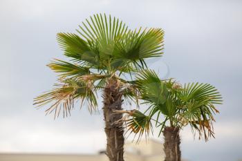 Two palm tree with fading leaves against the sky. Shallow depth of field.