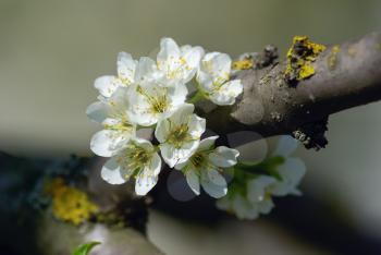 Spring flowering. Tree branch with a blossoming white flowers close-up. Shallow depth of field.