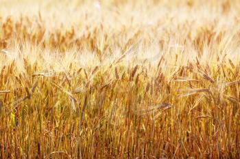 Close-up of golden ears of wheat. Bright sunny day. Rich harvest. Selective focus.