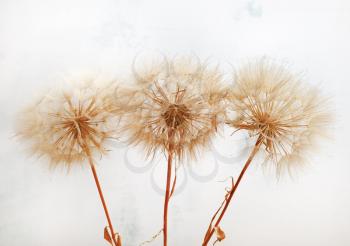 Close-up of a bunch of three fluffy dried plants.