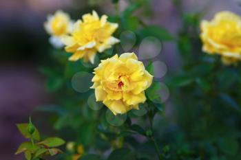 Beautiful yellow roses on blurred background of green leaves outdoors. Shallow depth of field. Selective focus.