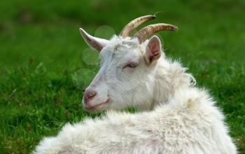 Close-up portrait of a goat with horns on a background of green grass. Farm animal.