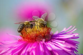 Two bees on a pink aster flower. Shallow depth of field. Selective focus.