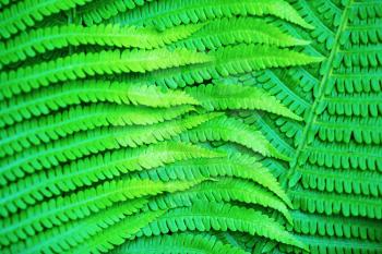 Bright green fern leaves as a background. Selective focus.