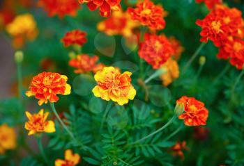 Bright yellow orange and red marigold flowers in the garden. Shallow depth of field. Selective focus.