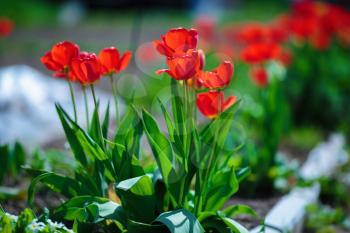 Colorful tulips in the spring. Red tulips brightly lit by the sun. Shallow depth of field. Selective focus.