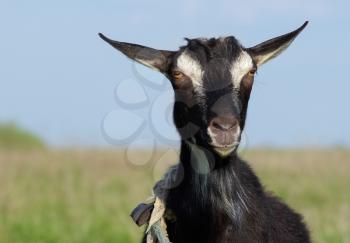 Black goat without horns. Farm animal. Close-up portrait. 