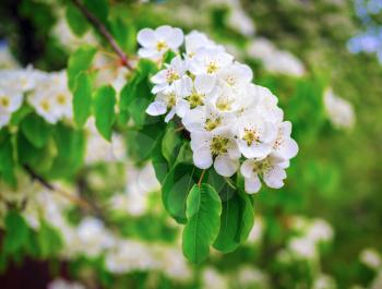 Blossom tree branch. Spring flowers on blurred background with bokeh. Shallow depth of field. Selective focus.
