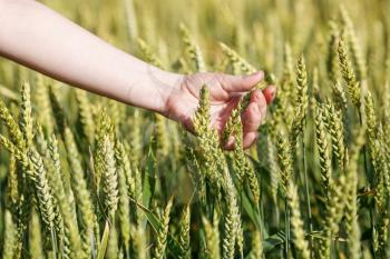 Woman's hand takes the ears of grain cereals. Shallow depth of field. Selective focus.