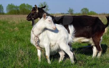 Two goats in the pasture. Black and white goats on a background of green grass. Farm animals.