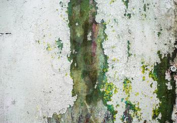 Abstract grunge texture. Green weathered background. Peeling paint with cracks and rust spots. 