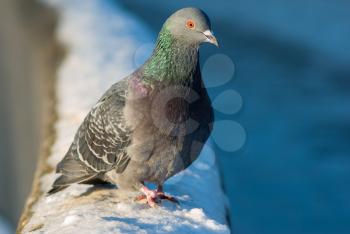 Dove sitting on the snow in winter. Urban birds. Shallow depth of field. Selective focus.