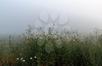 Green wild grass in the dense morning fog summer morning. Mist over the meadow. Shallow depth of field. Selective focus on foreground.