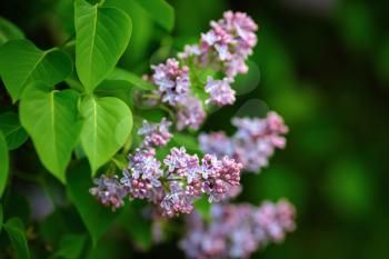 Close-up of beautiful lilac flowers with green leaves. Purple lilac flowers. Shallow depth of field. Selective focus.