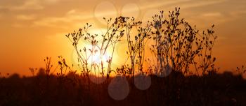 Silhouettes of dry weeds on the background of a golden sunset. Panoramic shot. Shallow depth of field. Selective focus.