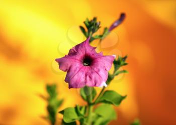 Fading mallow flower on blurred bright yellow background. Hollyhock flower. Shallow depth of field. Selective focus.