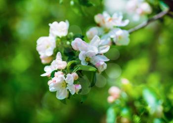 Blossom tree branch. Spring flowers  and green leaves on blurred background with bokeh. Soft focus effect. Shallow depth of field. Selective focus.